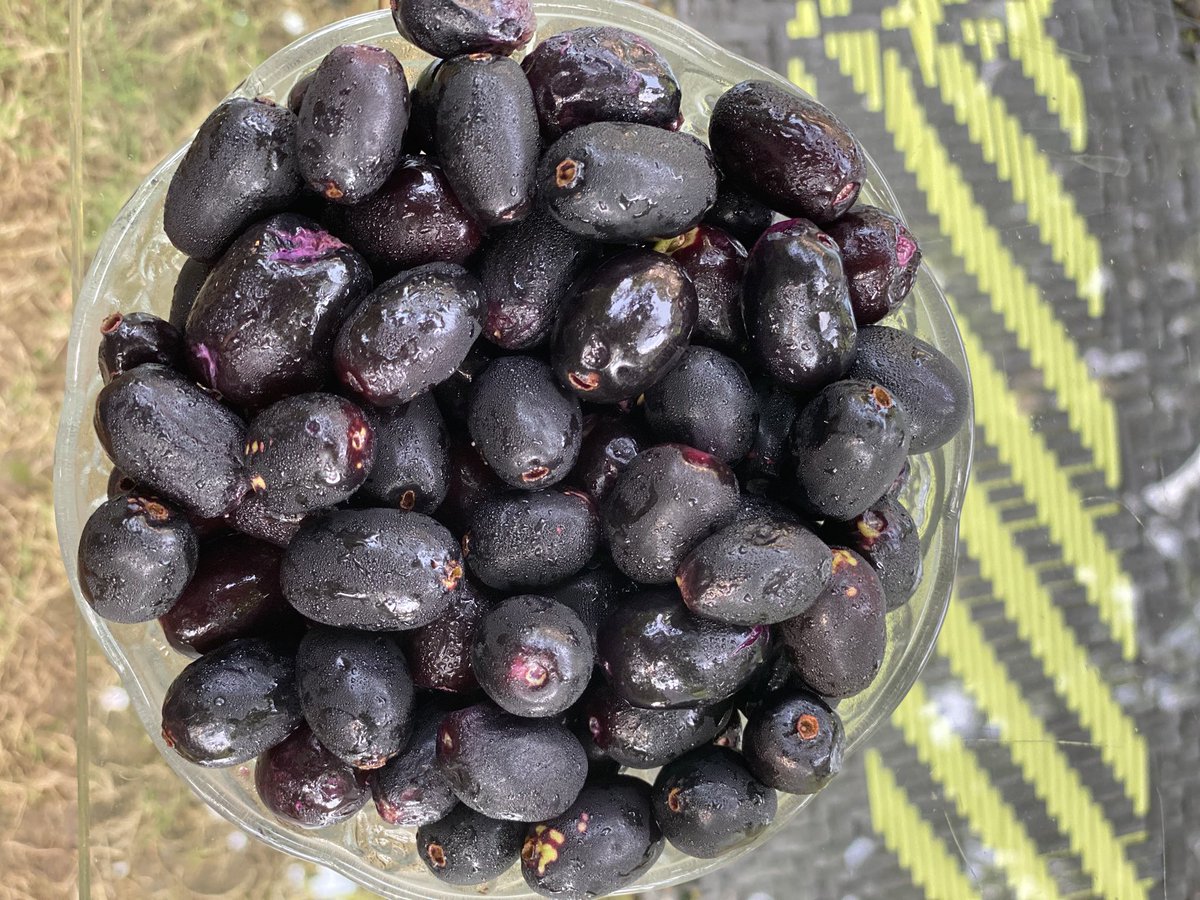 ipskabra's tweet image. #jamun #javaplum#blackplum#malabarplum. जामुन ।घर के पेड़ के । बचपन में पड़ोसी के घर पत्थर मार कर तोड़ते थे ।अब बाँस का उपयोग किया । खुद का घर है इसलिए ।😂😂😝😝