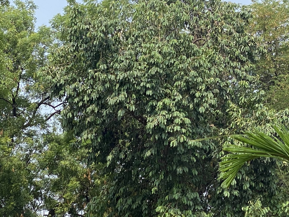 ipskabra's tweet image. #jamun #javaplum#blackplum#malabarplum. जामुन ।घर के पेड़ के । बचपन में पड़ोसी के घर पत्थर मार कर तोड़ते थे ।अब बाँस का उपयोग किया । खुद का घर है इसलिए ।😂😂😝😝