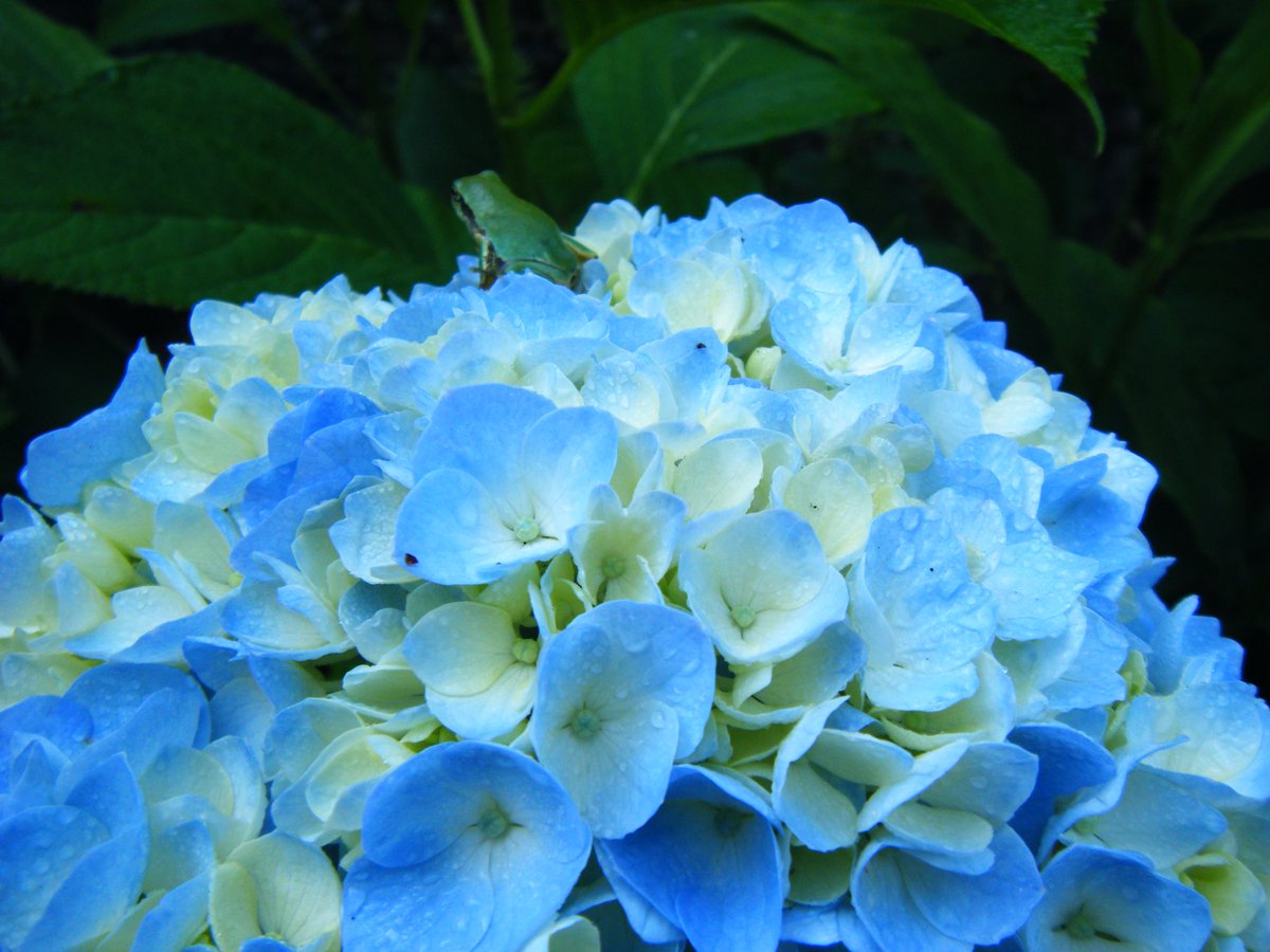 Shiraisi A 紫陽花 庭の花