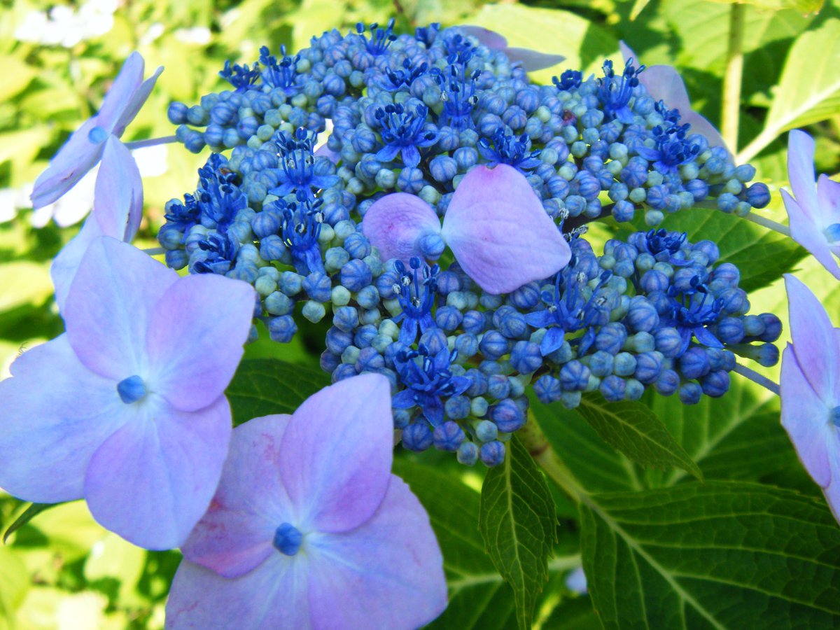 Shiraisi A 紫陽花 庭の花