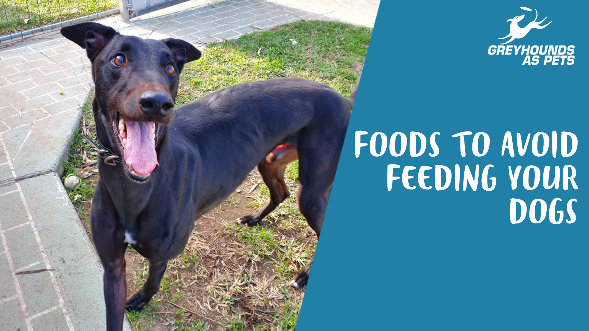 Do Greyhound Dogs Bite