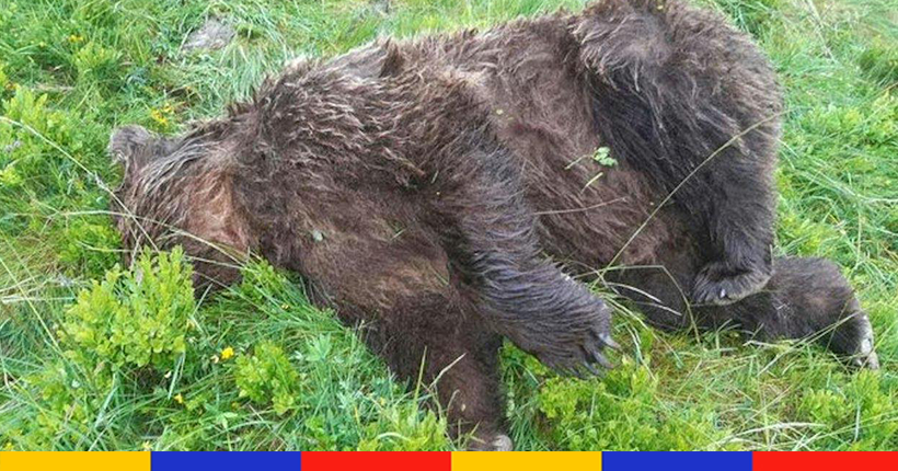 konbininews's tweet photo. Un ours tué par balles en Ariège : l'État va porter plainte

👉 https://t.co/TMcGJIjven https://t.co/qPJ4RVl9Tq