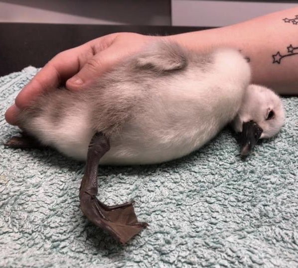 *Appeal for info* A jogger decided to kick this cygnet out of his way rather than go around. It’s now desperately poorly. This happened at Pen Ponds #Richmondpark at around 17.30 on Monday. Please help <a href="/MPSRoyal_Parks/">Royal Parks Police</a> catch him. Any info call 07920586546 quote 0705738/20