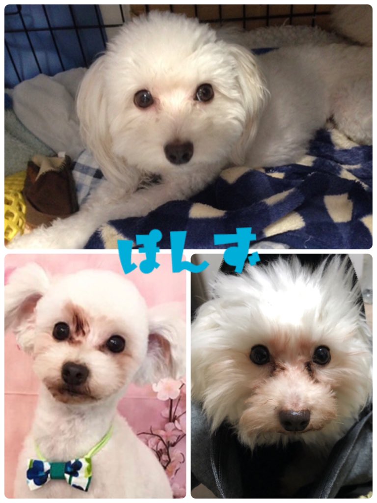 まるちーzoo 涙やけ 毎日たくさんtwitterでかわいい子たちを見るので 同じ悩みを持つ飼い主さんもいるのでは と思い 今までもいろいろ試したのですが改善されず どうすれば良くなりますか なにか効果があったものなどありましたら教え