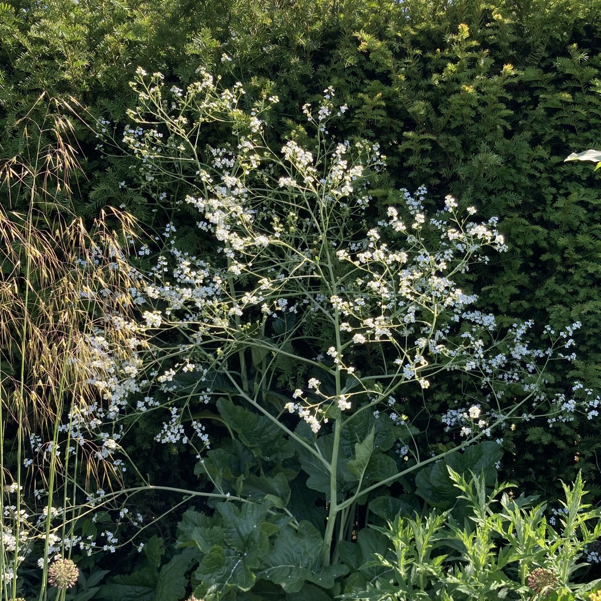 Crambe cordifolia having its moment in the Long Border, flanked by Stipa gigantea 'Gold Fontaene' and Echinops ritro.  #longborderpatrol #chooselandscape