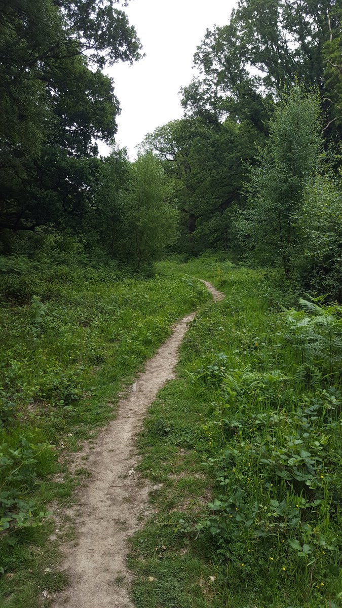 Ralphs_Ian's tweet photo. @Hants_BIC @Debbie_Tann On balance there's worse things I could be doing today #PamberForest #ConditionAssessments https://t.co/jtymCYOZBS
