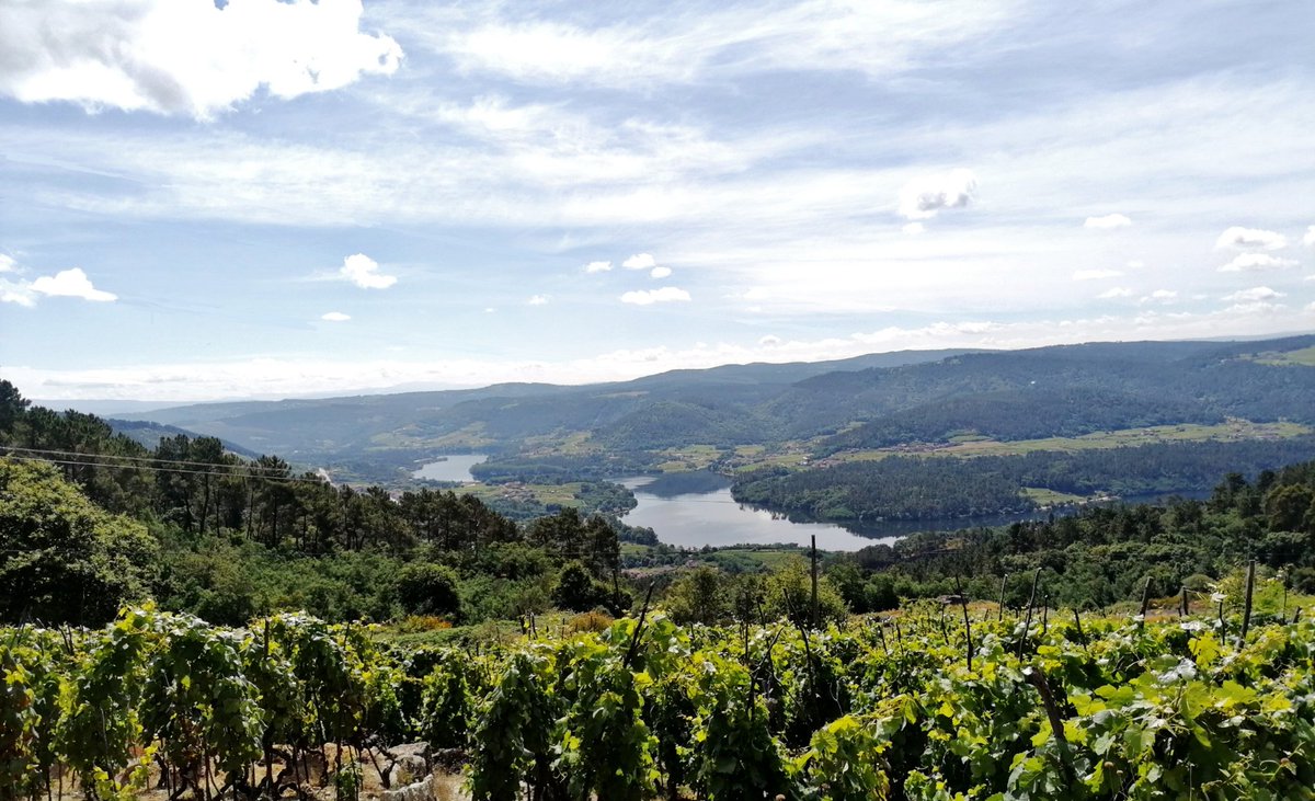 LorenzOurense's tweet photo. "La primera condición del paisaje es su capacidad de decir casi todo sin una sola palabra". K. Lorenz.
Buenos días desde O Ribeiro! Vistas desde el Concello de Cenlle. #ourense #ourensecalidade #galicia #galiciamaxica #oribeiro #cenlle #paisaje #galiciacalidade https://t.co/m2UugLazDA