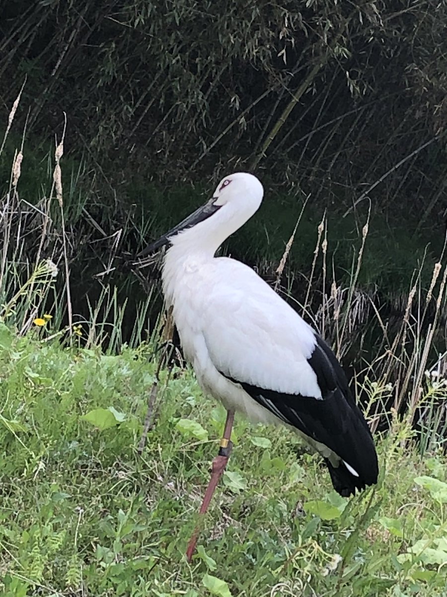してみたら的に。

この鳥わかる人…教えて。
じーちゃんが「トキ」だって舞い上がっちゃって。

ホントなのかなって

角度は野生だったのでこっちからしか取れてないのは申し訳ない…