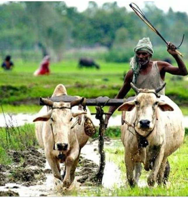 RohitRatheeNSUI's tweet photo. " Agriculture is the keystone of our economic structure. The wealth, welfare, prosperity, and even the future freedom of this nation are based upon the soil. "

#किसान_के_बोल 

@HansrajMeena https://t.co/B29AShAuXh