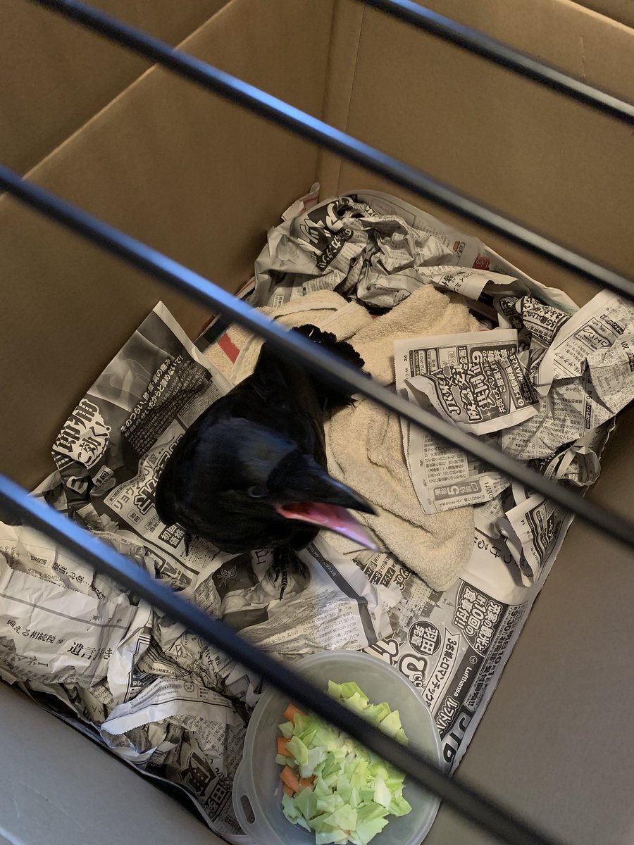 拡散希望
本日、巣立ち直前のカラスの子供が、
家のベランダで弱っていました。
一時的に保護してみると両翼の付け根の羽がなく、高く飛ぶことが、
できず、疲弊しているようです。
このあとこの子にどのように対応
すべきですか？
カラスに関して詳しい方、
教えてください！
よろしくお願いします！