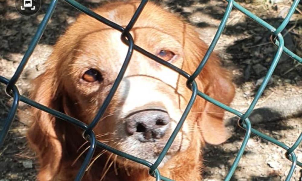 #Cane imprigionato in una inferriata #salvato dalla
 #PoliziaProvinciale
@lucmarmo @NicolaTesi 
provincia.pistoia.it/notizia/2020/0…
