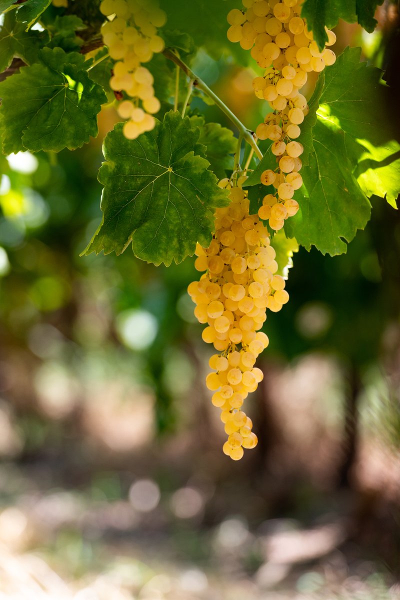 REDComms1's tweet photo. @SAraisins are 100% sundried and a powerhouse of natural energy! With a lot of sunlight and very warm weather, a premium quality raisin can be produced with minimal to no traces of chemical residues.  
#southafricanraisins https://t.co/RZLBkWwcf6