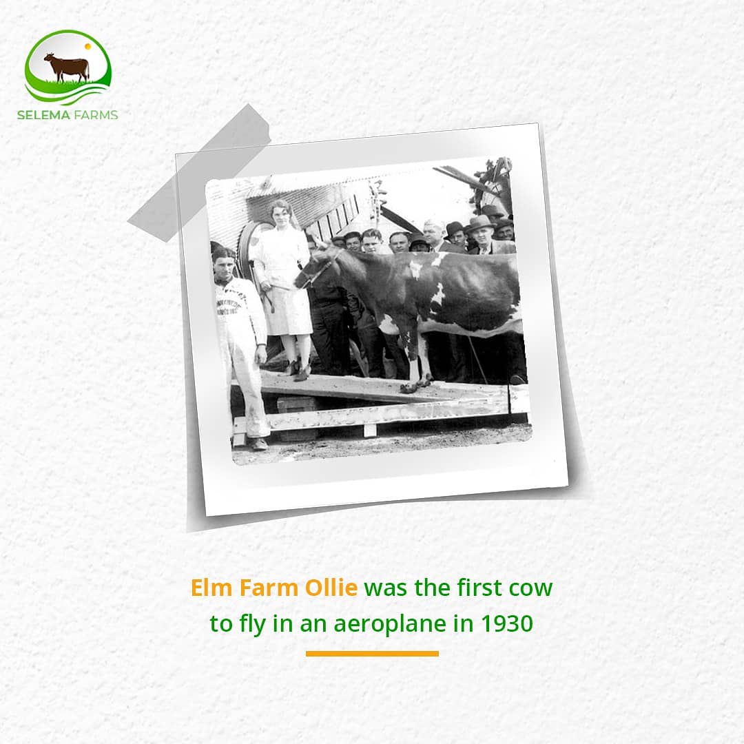 Selema_Farms's tweet photo. Elm Farm Ollie was the first cow to fly in an aeroplane in 1930.
.
.
.
On the same flight, she also became the first cow to be milked mid-air, producing 22 litres of milk.

#wednesdaymorning #fleets https://t.co/XAzGGtw1RA