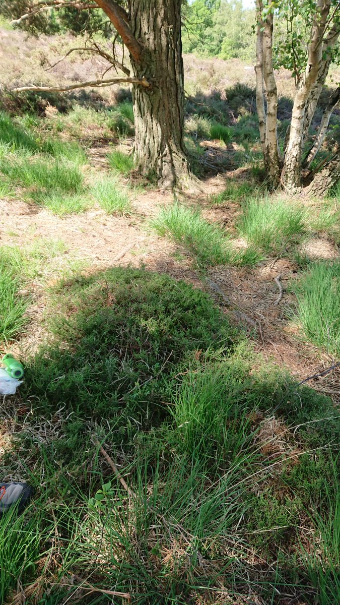 Ranger_sdnpa's tweet image. Spot the nest? 👀 Please remember to keep your dogs to the path on heathlands at this time of year. Nests on the ground are well camouflaged and your dog would never know if it accidentally trampled the eggs/chicks! 🐕🐣 #HelpTheHeaths #TakeTheLead @SussexOrnitholo @_BTO @sdnpa