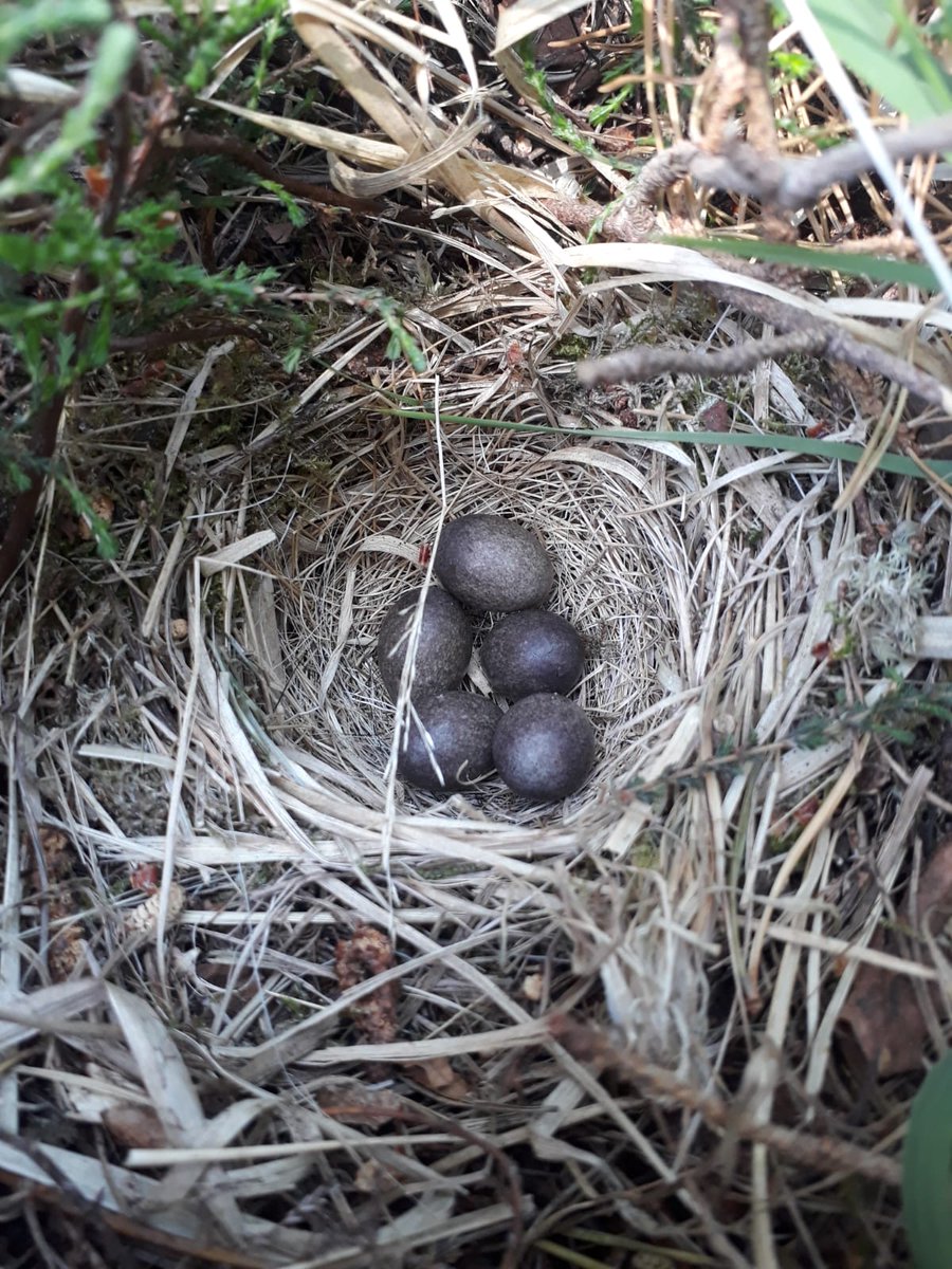 Ranger_sdnpa's tweet image. Spot the nest? 👀 Please remember to keep your dogs to the path on heathlands at this time of year. Nests on the ground are well camouflaged and your dog would never know if it accidentally trampled the eggs/chicks! 🐕🐣 #HelpTheHeaths #TakeTheLead @SussexOrnitholo @_BTO @sdnpa