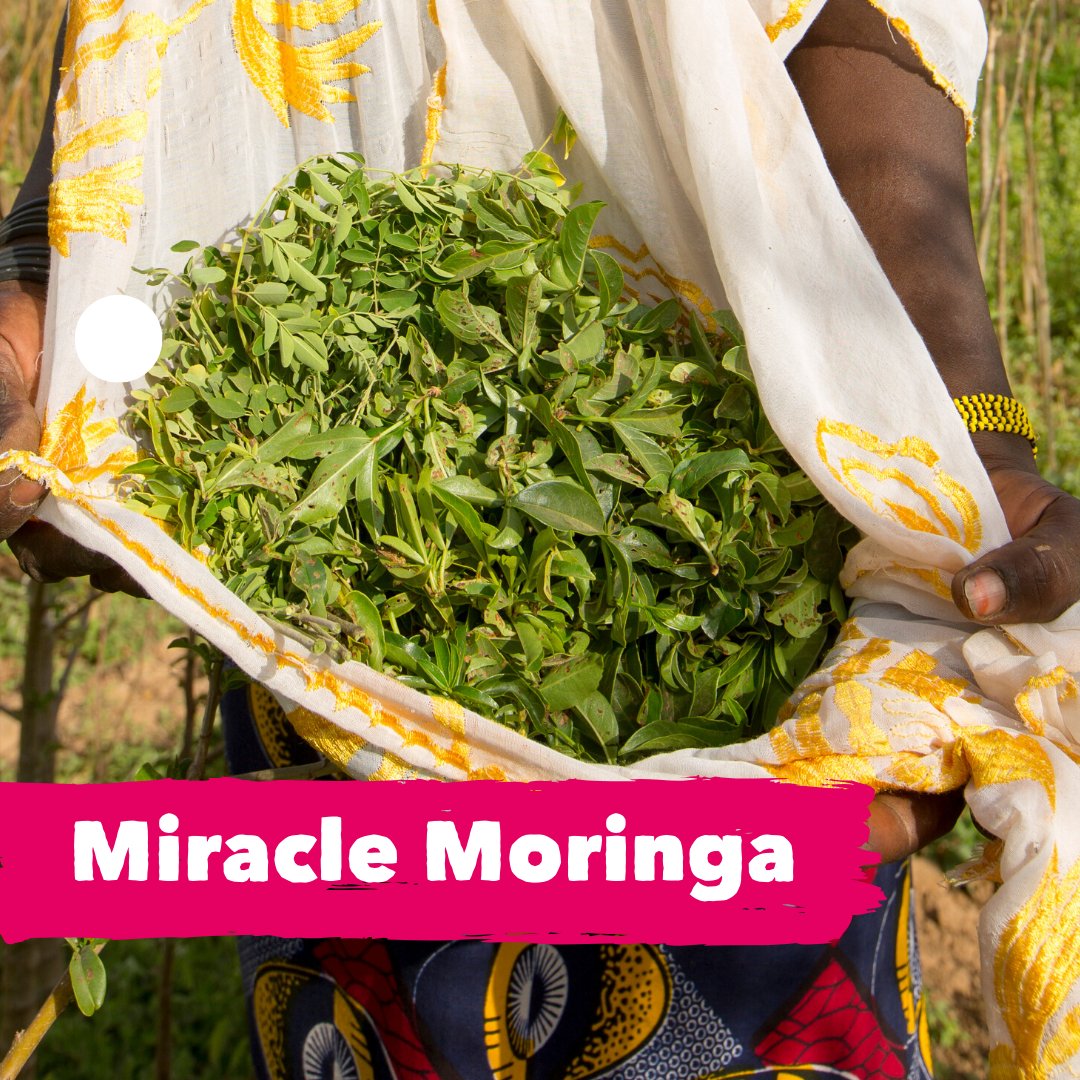 TREEAID's tweet photo. 🍃 The incredible moringa tree is packed full of nutrition. It provides both food and income for families 💚 This #FathersDay you can gift a moringa tree from our online shop. Each gift comes with a beautiful greetings card: https://t.co/CUVAbMZbR9
#ecogift #trees https://t.co/chj7uth30K