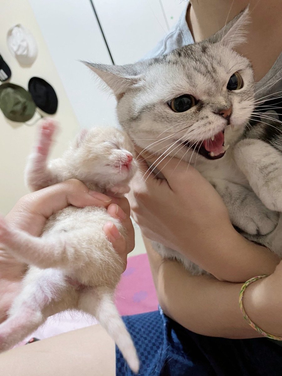 พี่เจ๋งน้องเตี๋ยวไม่ตีกันสิลูกกก tweet media