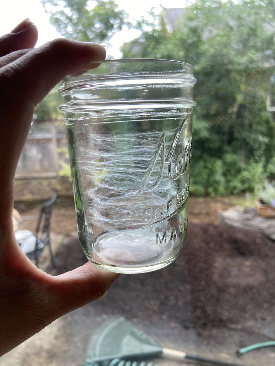 I thought about trying to post something about the crazy whirl of emotions I’m feeling this week.  Instead, here’s a super cool spiderweb I discovered inside one of my canning jars. #natureisbeautiful