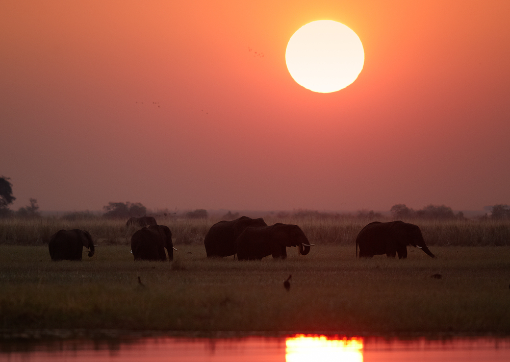 #DigitalSafari: A stunning #sunset shot with elephants on the riverbank in the Chobe National Park, #Botswana. 🐘🐘🐘🐾

📸 Martin Mecnarowski

#SofaSafari #TourismStrong #DreamNowTravelLater #Chobe #Africa #TravelTomorrow #Wildlife
