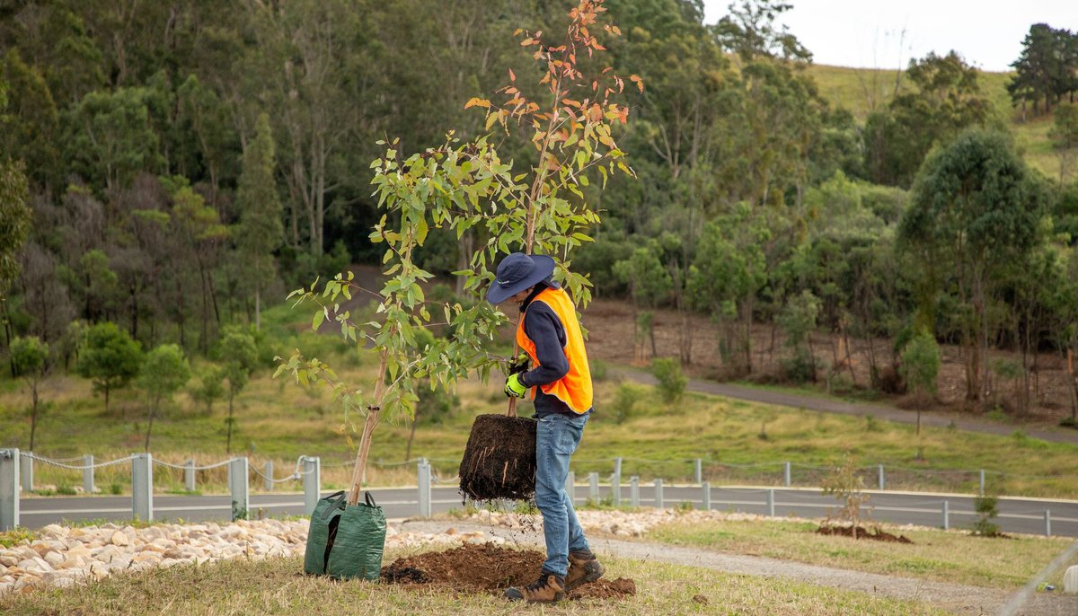 As part of the new $5 million investment by the NSW Government to bring 180,000 trees to Greater Sydney, we’re partnering with @GreeningAust to identify schools with low canopy cover and high exposure to heat stress to support targeted planting.