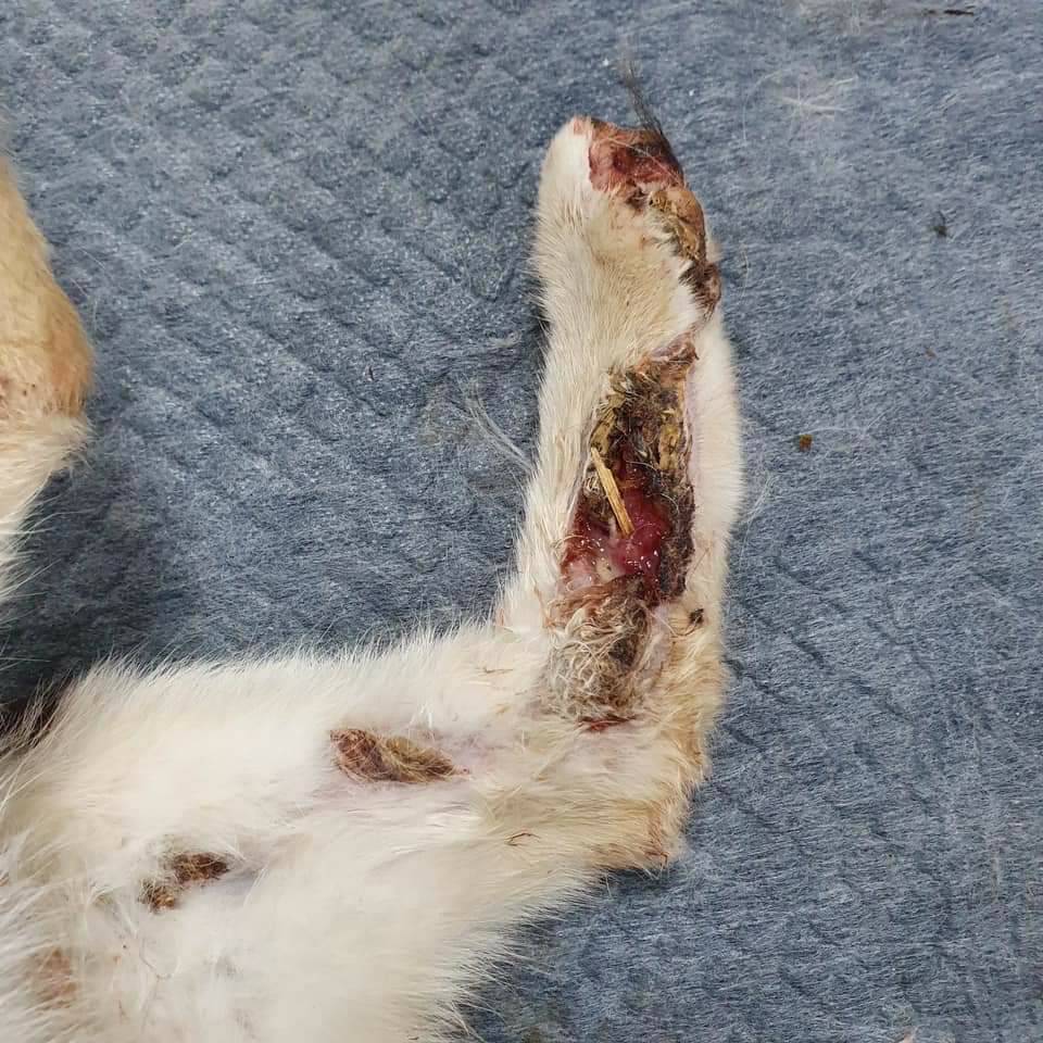 Sadies Stray Dog Rescue tweet media