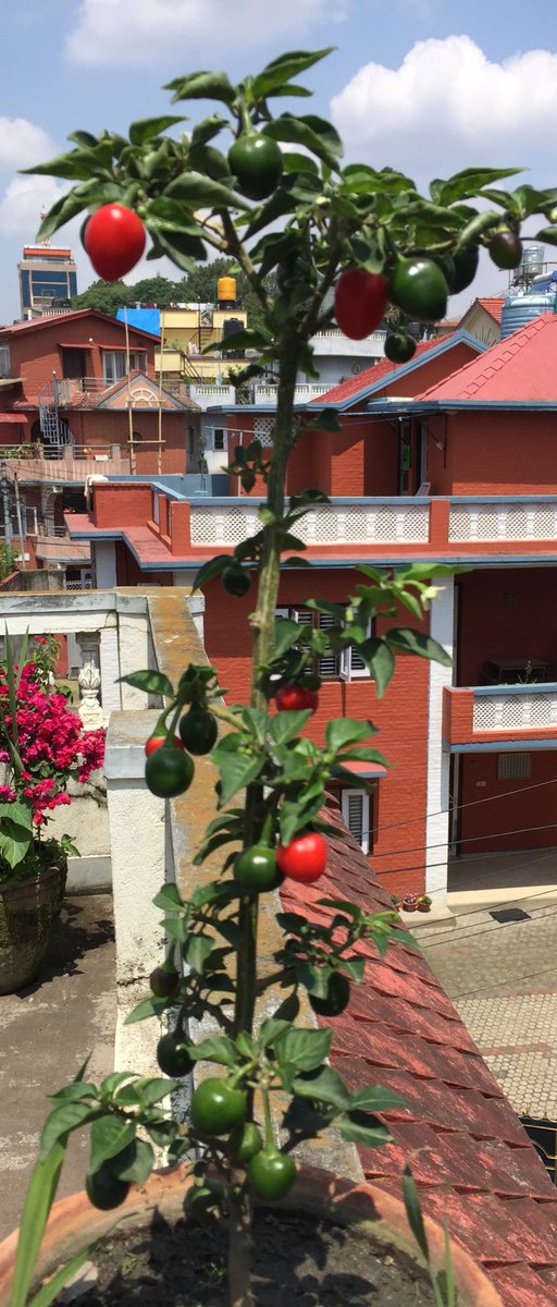 drbishnuhnepal's tweet photo. #TIMEforYOUTHS: Simple Things Give Big Meanings! #AkabaareChilly@small-#Gamala started getting red now!If it’s planted at rooftop,garden or veranda++ a family doesn’t need to buy #chilly whole year!Let’s Stand on Our Feet on #Chillies.
#Nepal-#Himalayas@#UNSG@#FAO@#CoronaTimes ! https://t.co/YhW8Uggbqh