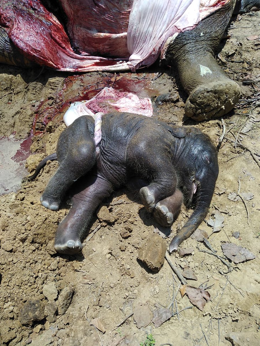 gauri_maulekhi's tweet photo. 2 young female elephants poisoned at , Pratap Pur Range, Ganeshpur Village, Soorajpur Forest Division, Chhatisgarh since yesterday. One of them was nearly full term pregnant.
Forest Dept is yet to send viscera for toxicology exam.
Wildlife seems to have no future in this country. https://t.co/kc7oKdQjDh