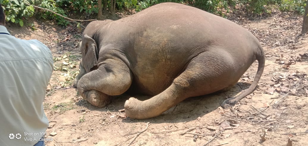 2 young female elephants poisoned at , Pratap Pur Range, Ganeshpur Village, Soorajpur Forest Division, Chhatisgarh since yesterday. One of them was nearly full term pregnant.
Forest Dept is yet to send viscera for toxicology exam.
Wildlife seems to have no future in this country.