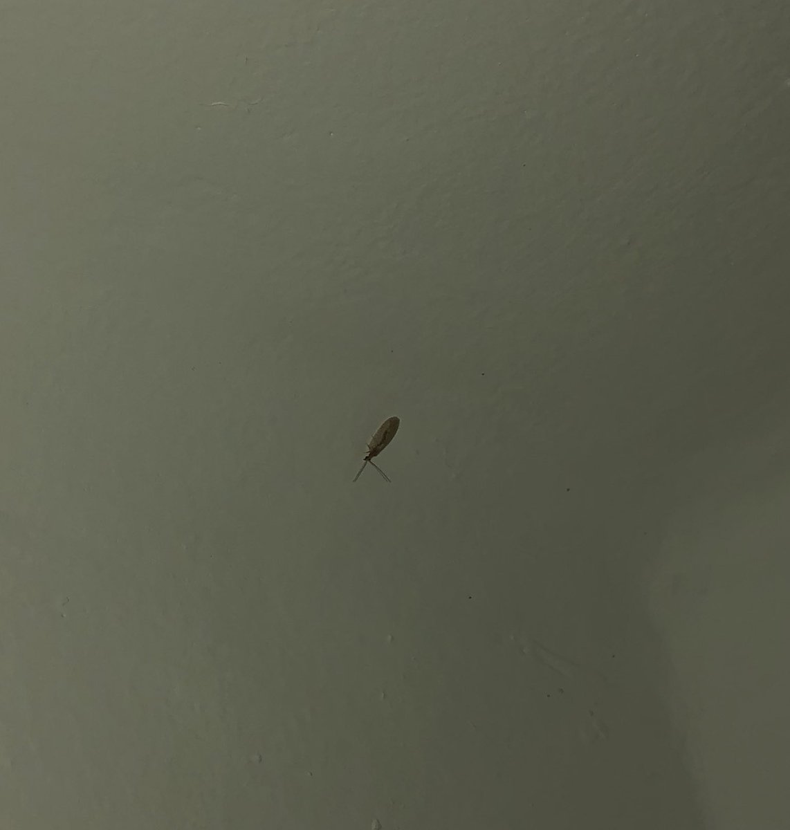 Makis De Angulo tweet media