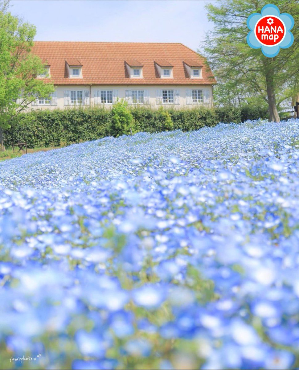 Uzivatel はなまっぷ 日本の美しい花風景 Na Twitteru Yy9330vit さんの 心に残る花風景に花まるを 人々の心にも花が咲く日本の美しい花風景をありがとうございます 滋賀 ブルーメの丘 Blume Hill Shiga Pref ネモフィラの花言葉 可憐 どこでも