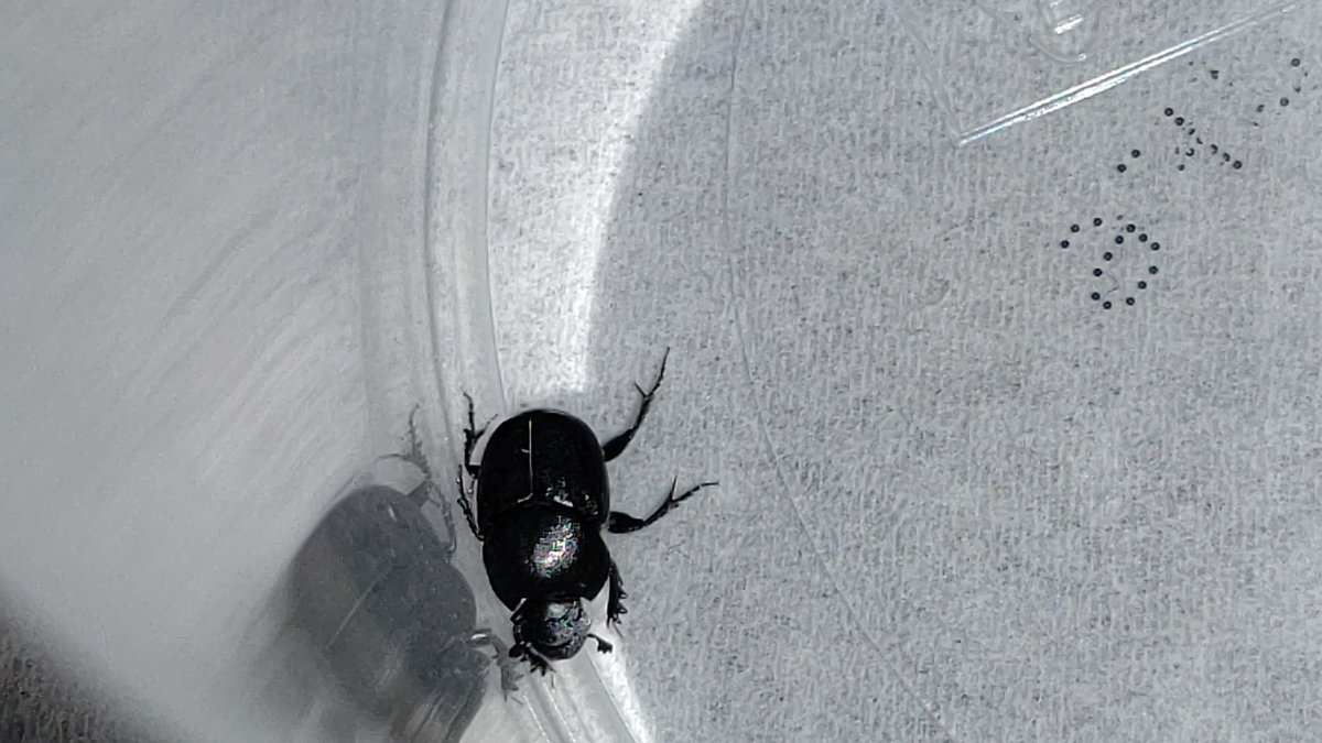 鍵蝦 Commission En Twitter トイレに居た糞虫 すごく小さい 教えて虫の人