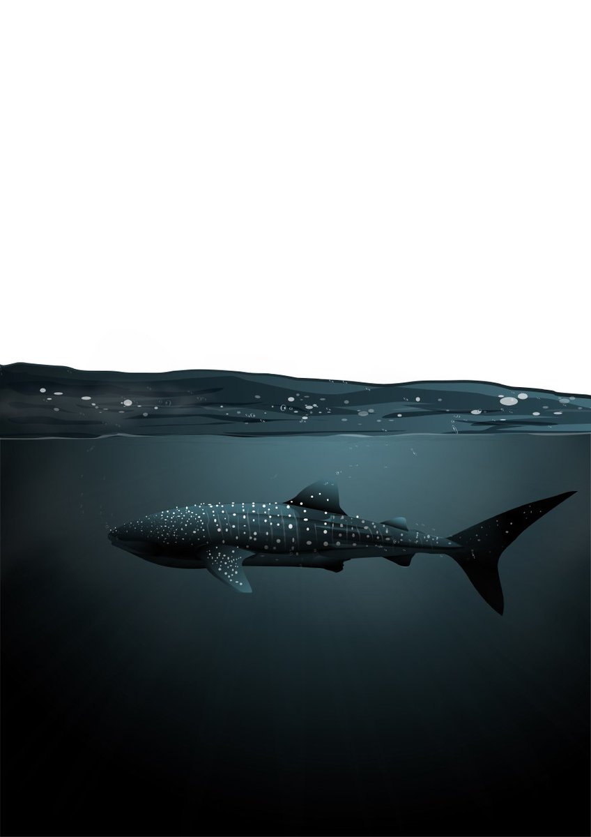 speedesigner's tweet photo. We never know when this plankton eaters will show up with those glowing spots. .
.
#whaleshark #underwater #dhivehiraajje #oceanlife #sharkweek #Maldives #moody #rainyday #my_planet_nature #vector #adobeillustrator #freedive #ocean #slow https://t.co/DIMkkCN5I5