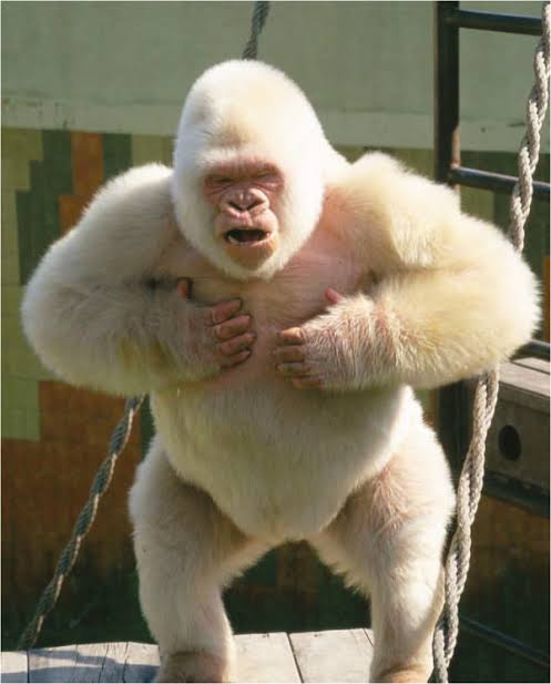 AfricaFactsZone's tweet image. The world's first known Albino Gorilla was captured in Equatorial Guinea in October 1966. His name was Snowflake. He was kept at a zoo in Barcelona, Spain until he died in November 2003.

He inspired the 2018 Hollywood movie, Rampage.