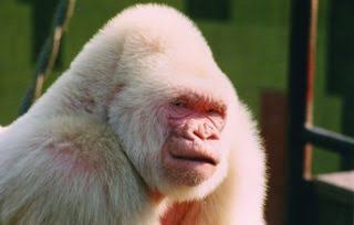 AfricaFactsZone's tweet image. The world's first known Albino Gorilla was captured in Equatorial Guinea in October 1966. His name was Snowflake. He was kept at a zoo in Barcelona, Spain until he died in November 2003.

He inspired the 2018 Hollywood movie, Rampage.