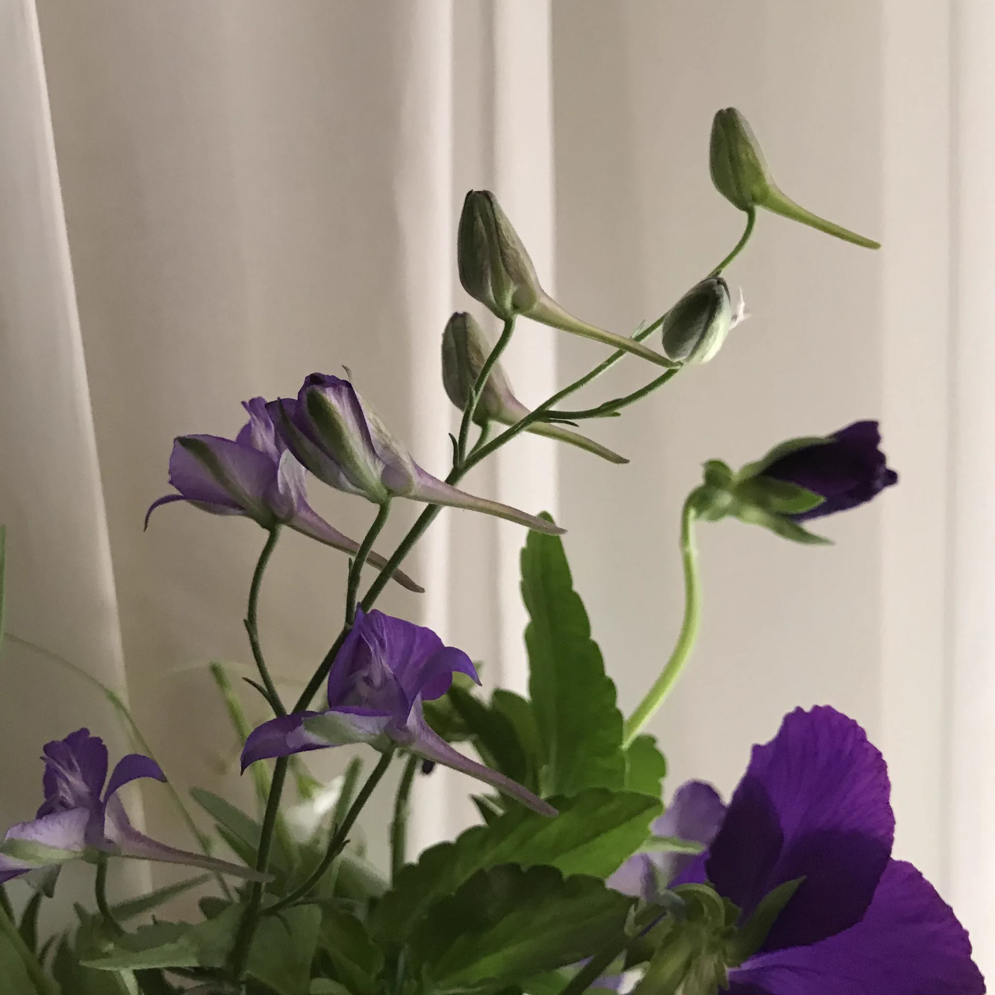 小鳥がとまっているように見える草がめっちゃエモイｗｗ