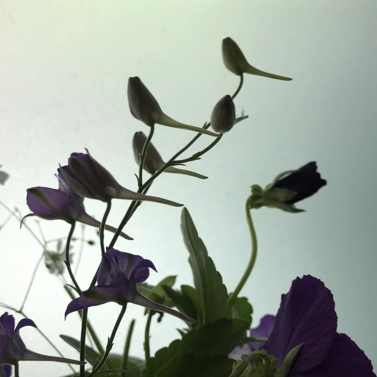 小鳥がとまっているように見える草がめっちゃエモイｗｗ