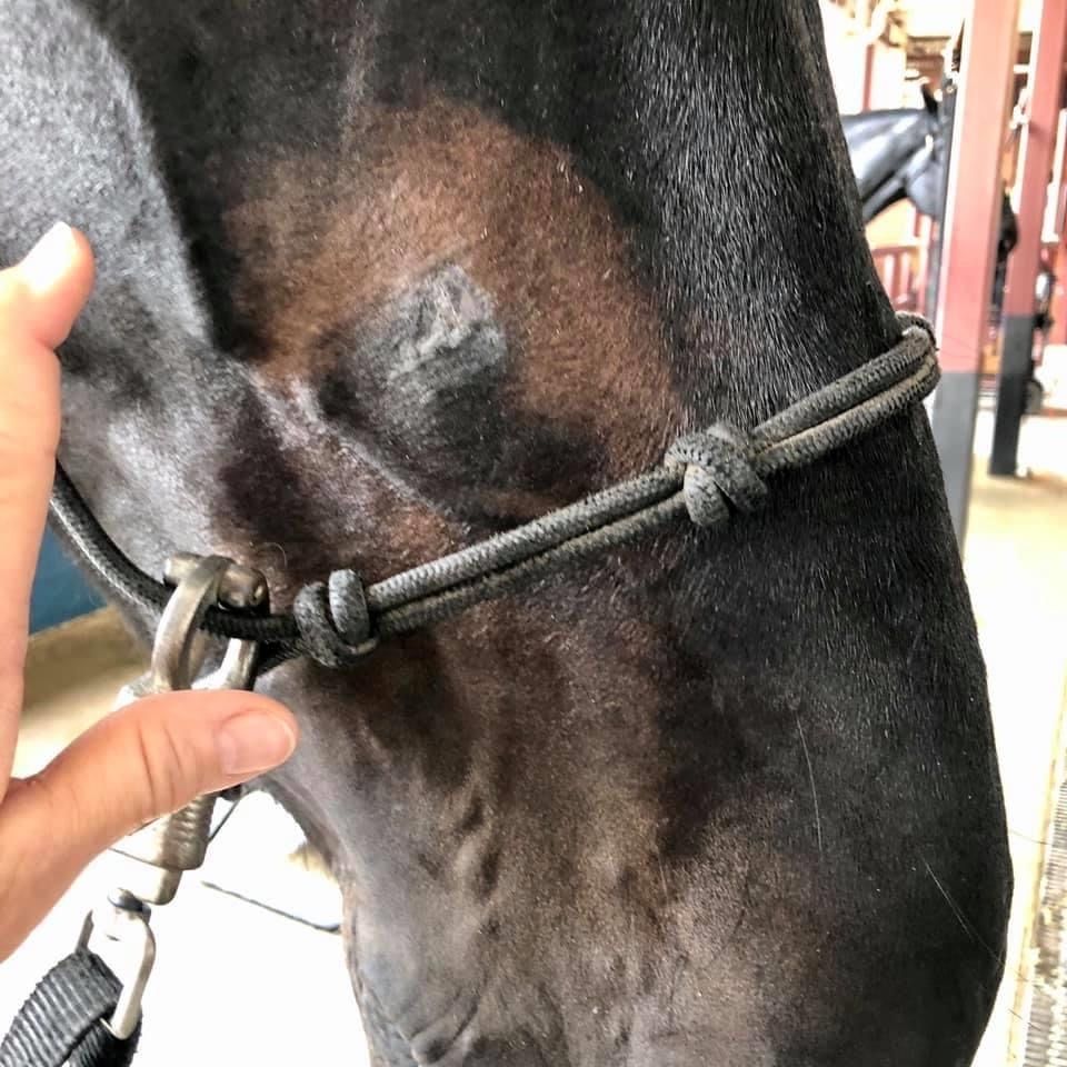 Great news from @DallasPD that PH Cash is on the mend after having a brick thrown in his face during the protests 💙 Our service animals are all amazing 🐾 And all of our UK horses are reported to be doing well also after clashes at the weekend #FinnsLaw #FinnsLawPart2