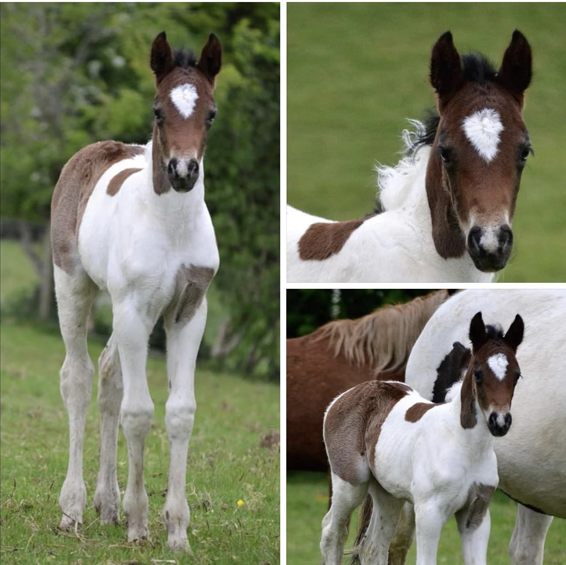 Our New Little Autumn has come 1st in her 1st online show in the large WPB foal WPB show 🥰 #welshpony #beautifulcob