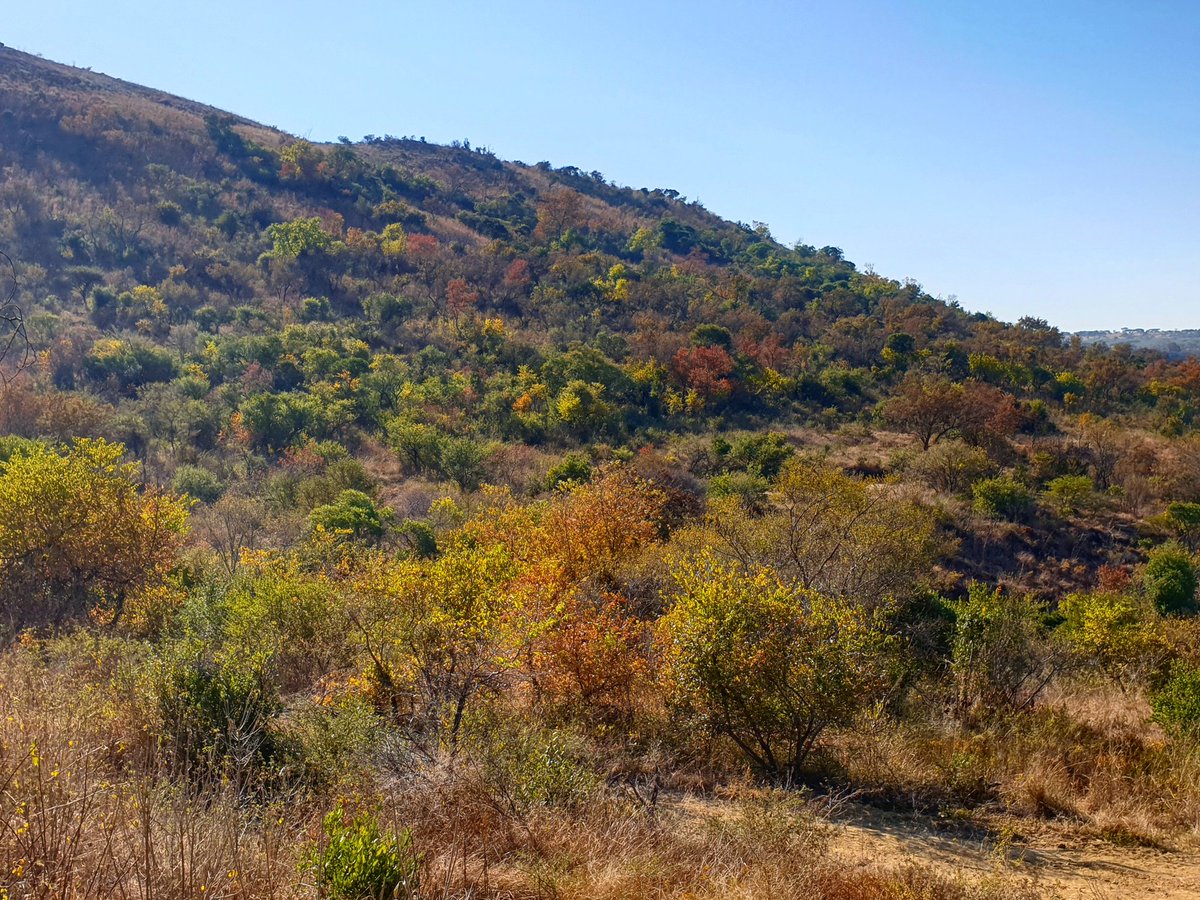 NambitiPlains's tweet photo. Don't you just love the autumn colours in the bush this time of the year?
#nature #colourful #autumn #beautiful #view #bushexperience #safari #nambiti #needtovisit #kwazulunatal #southafrica #nambitiplains #lockdown #day75 https://t.co/KCMvGzh49q