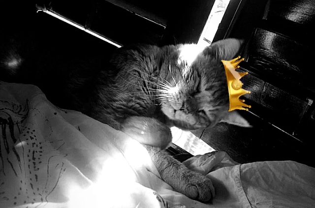 bluegoldplanet's tweet photo. • SI〽️BA •

#natural #loving #respectful  #wild #life #free #bold #true #beautiful #strong #visionary #artist #BlackAndWhite #photography #art #photo #photographylovers #PhotographyIsArt #FightForRightUsingArt #ArtistOnTwitter #ForLove #ForLife #ForRight #LifeForAll #AllForLove https://t.co/f2Sr2wRRS0