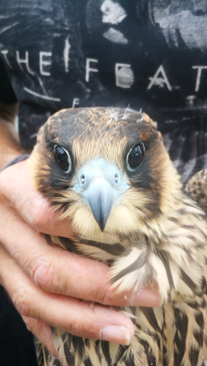 carloshernaez's tweet photo. @SoniaBlesaCalvo @garena_plaza @SEO_BirdLife Esta tarde se subirán las hembras 140 y 141. Del 137 ni rastro 🤦♂️
#webcamhalcon https://t.co/ejbf2Cma0T