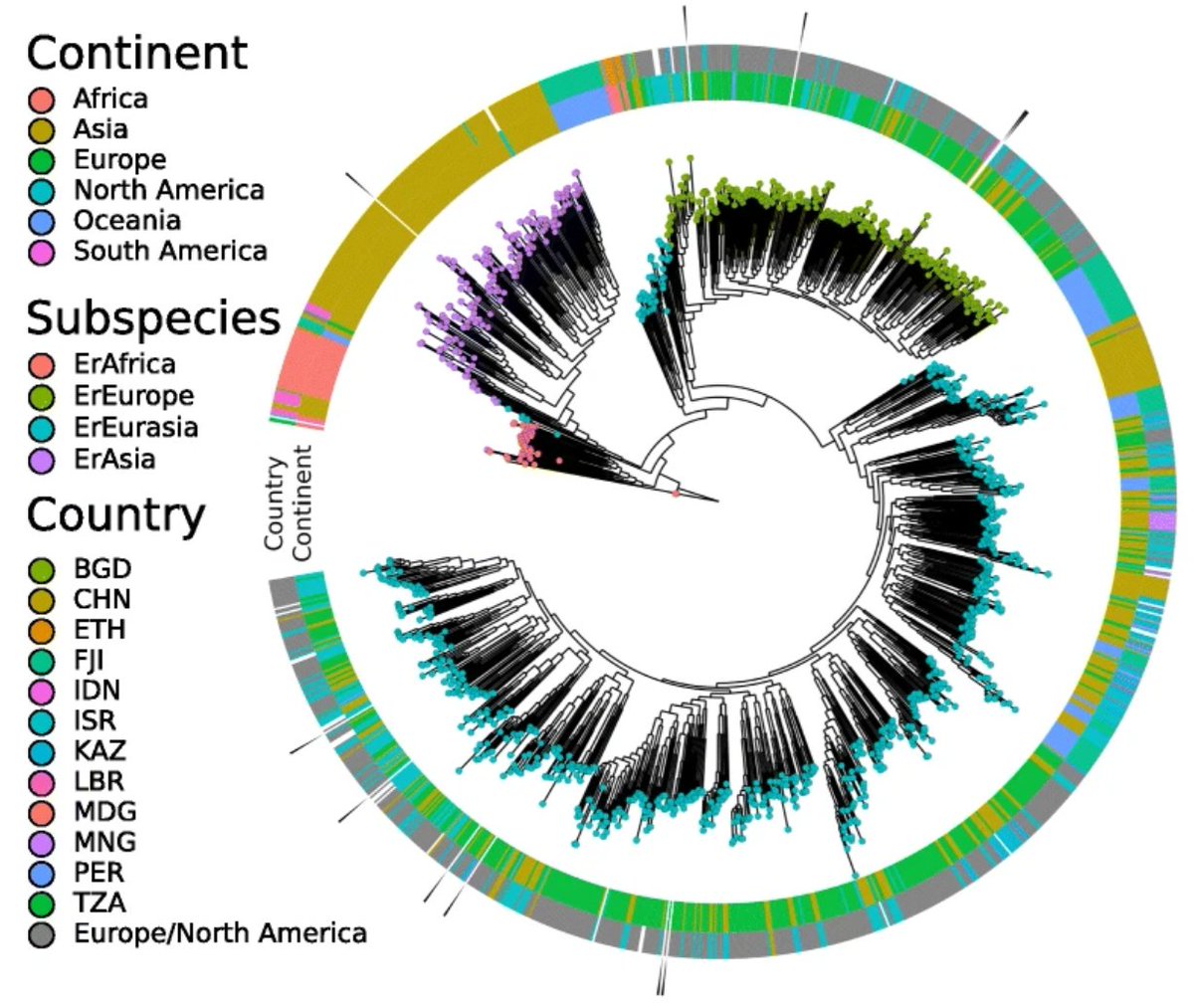CIBIO - UniTrento (@cibio_unitrento) on Twitter photo 📢 New paper by <a href="/cibiocm/">Segata Lab</a> <a href="/nsegata/">Nicola Segata</a> <a href="/NicolaiKarcher/">Nicolai Karcher</a> out now in <a href="/GenomeBiology/">Genome Biology</a>
🔬 Analysis of 1321 Eubacterium rectale #genomes uncovers phylogeographic population structure and subspecies adaptations
➡ Find it here: genomebiology.biomedcentral.com/articles/10.11…
#CIBIOpaper #microbiome #bacteria 📢 New paper by <a href="/cibiocm/">Segata Lab</a> <a href="/nsegata/">Nicola Segata</a> <a href="/NicolaiKarcher/">Nicolai Karcher</a> out now in <a href="/GenomeBiology/">Genome Biology</a>
🔬 Analysis of 1321 Eubacterium rectale #genomes uncovers phylogeographic population structure and subspecies adaptations
➡ Find it here: genomebiology.biomedcentral.com/articles/10.11…
#CIBIOpaper #microbiome #bacteria