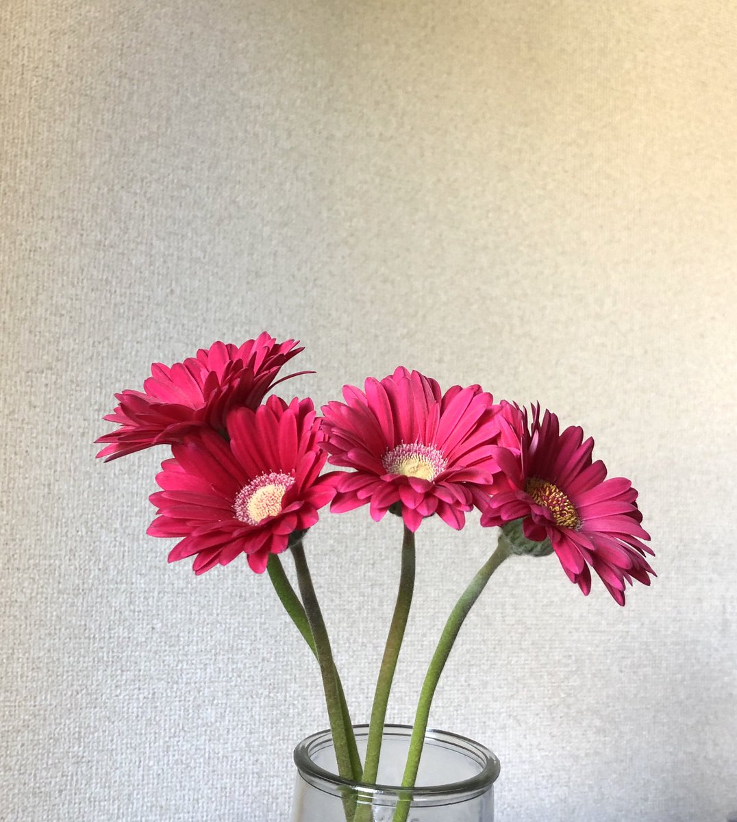 まんきつ クチナシは2日で萎れ ガーベラは購入後一週間経っても元気 キャッツテールは年越しした この違いは何なんだろう 温度かな 植物詳しい人教えてください