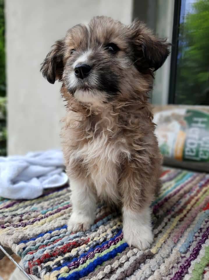 Sadies Stray Dog Rescue tweet media