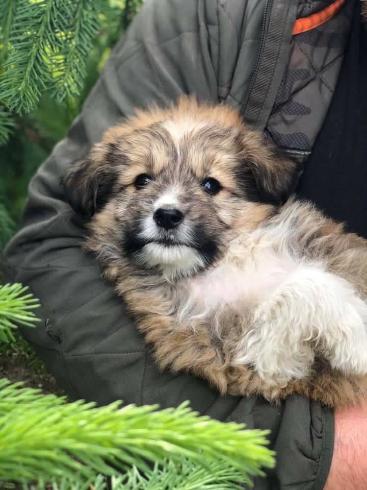 Sadies Stray Dog Rescue tweet media