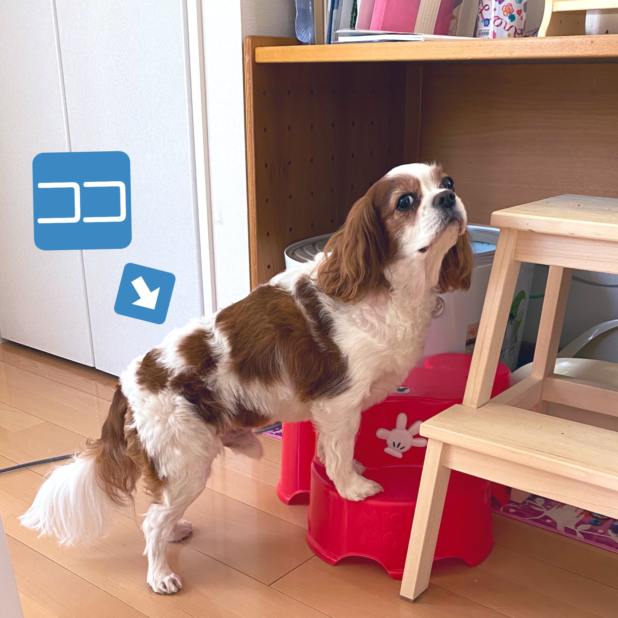 Lily ボクね ココの模様がミッキーマウスみたいだから ミッキー って名前になる予定だったんだよ キャバリア 犬好きさんと繋がりたい 犬のいる幸せ T Co U40duuchqv Twitter