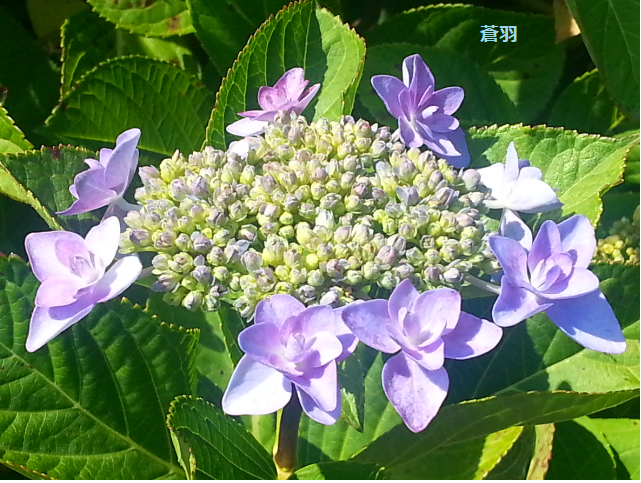 庭の紫陽花 のyahoo 検索 リアルタイム Twitter ツイッター をリアルタイム検索