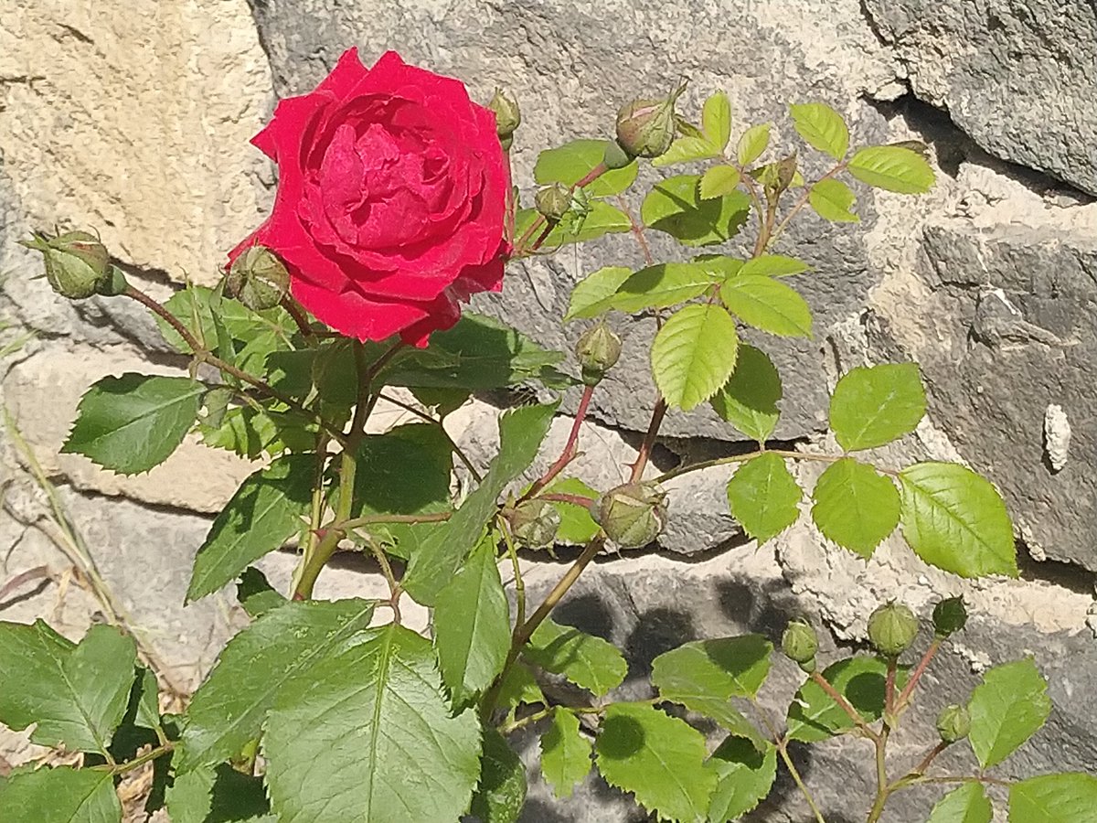tamarik88's tweet photo. First rose in my garden #Karvachar #Artsakh #Քարվաճառ #Արցախ https://t.co/p8pkG8BVyQ
