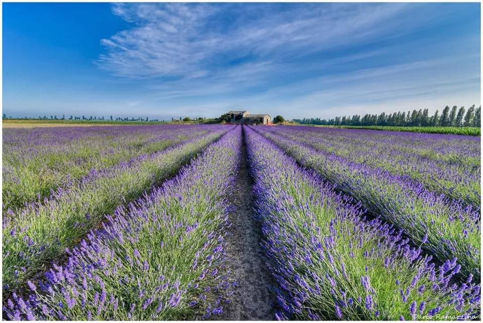zaiapresidente's tweet photo. 🌸 PROVENZA? NO, POLESINE! Tra antichi casolari, in Veneto abbiamo un paesaggio che può fare la gioia di artisti e fotografi. Sono i campi di lavanda di Porto Tolle (RO), che non hanno nulla da invidiare a quelli del sud della Francia, anzi. 💜

#VenetoDaAmare https://t.co/1Z7P2V1jRD