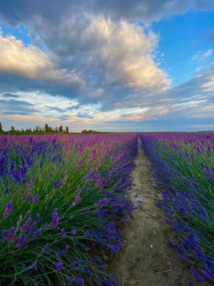 zaiapresidente's tweet photo. 🌸 PROVENZA? NO, POLESINE! Tra antichi casolari, in Veneto abbiamo un paesaggio che può fare la gioia di artisti e fotografi. Sono i campi di lavanda di Porto Tolle (RO), che non hanno nulla da invidiare a quelli del sud della Francia, anzi. 💜

#VenetoDaAmare https://t.co/1Z7P2V1jRD